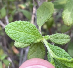 Cistus salviifolius