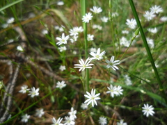 Stellaria fennica