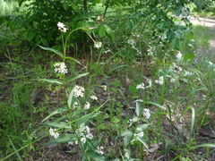 Vincetoxicum hirundinaria hirundinaria