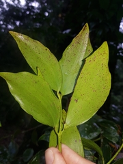 Agathis robusta