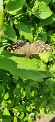 Pararge aegeria