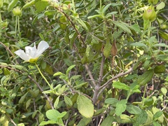 Cistus salviifolius