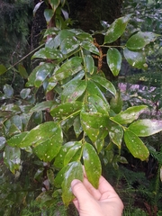 Agathis robusta