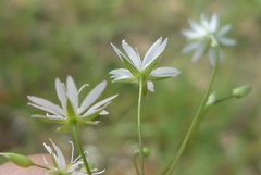Stellaria fennica