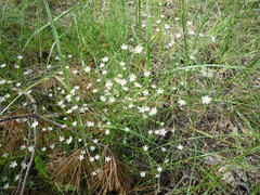Stellaria fennica