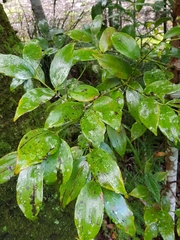 Agathis robusta