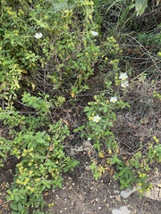 Cistus salviifolius