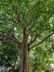 Ficus amplissima
