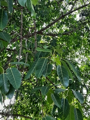 Ficus amplissima