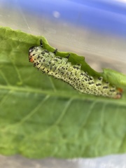 Lophyrotoma analis