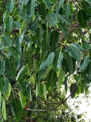 Ficus amplissima
