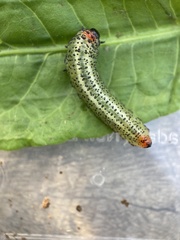 Lophyrotoma analis