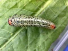 Lophyrotoma analis