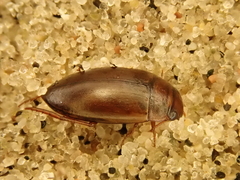 Liopterus haemorrhoidalis