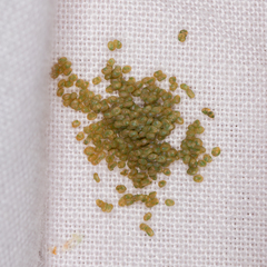 Pholodes sinistraria