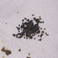 Pholodes sinistraria