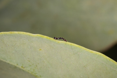Pholodes sinistraria