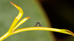 Pholodes sinistraria