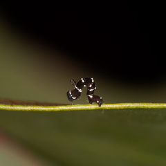 Pholodes sinistraria