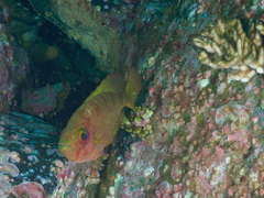 Heteropriacanthus carolinus