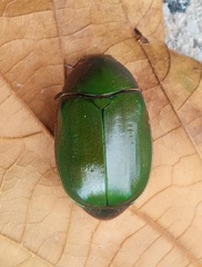 Anomala rubripes rubripes