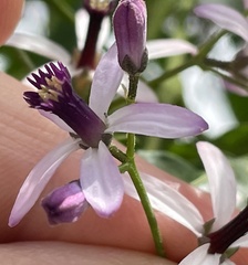 Melia azedarach