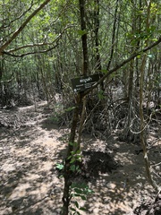 Xylocarpus moluccensis