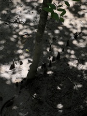 Xylocarpus moluccensis