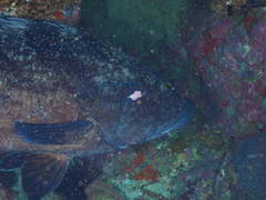 Epinephelus daemelii