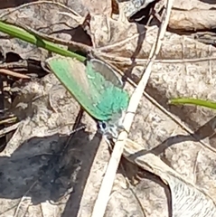 Callophrys rubi