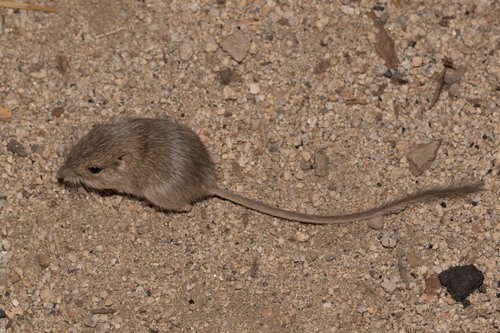 Desert Pocket Mouse