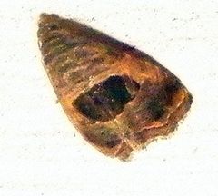 Tripudia rectangula