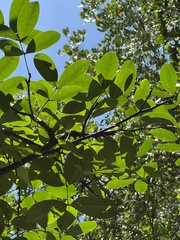 Xylocarpus moluccensis
