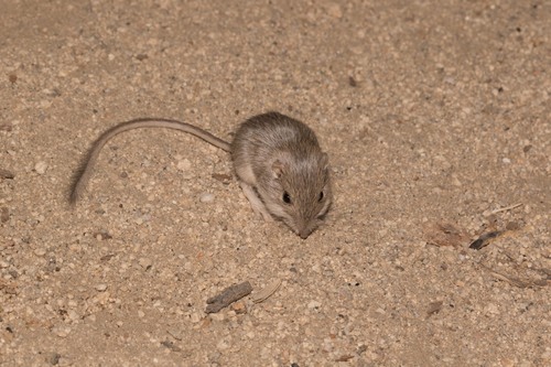 Desert Pocket Mouse