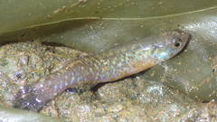 Image of Cynodonichthys siegfriedi