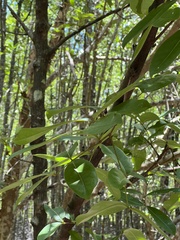 Xylocarpus moluccensis