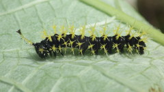 Colobura dirce