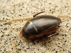 Hydaticus transversalis