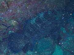 Epinephelus daemelii