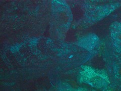 Epinephelus daemelii