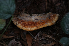 Piptoporus australiensis