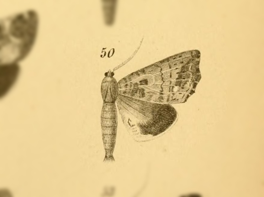 Euxoga