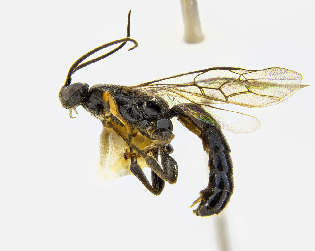 Carria fortipes