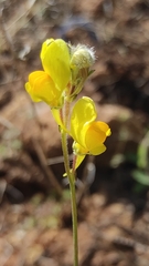 Linaria viscosa