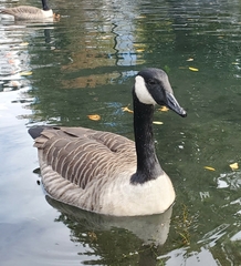 Branta canadensis maxima