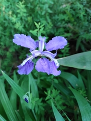 Iris tectorum