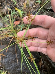 Cyperus sphacelatus