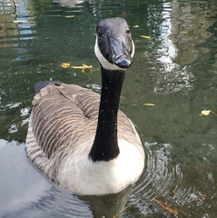 Branta canadensis maxima