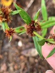 Spermacoce brachystema