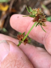 Spermacoce brachystema